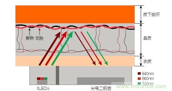 反射光脈搏測量原理。傳感器發(fā)出的光透過皮膚和組織，一部分被吸收，一部分被反射回檢測器。因?yàn)閯用}中的血流量隨心臟的每次跳動會有所變化，因此光線被吸收的量以及檢測器收到的信號強(qiáng)度也會隨之發(fā)生改變。綠光可以在手腕處提供最佳結(jié)果，而紅光和紅外光一般用于手指測量。 8