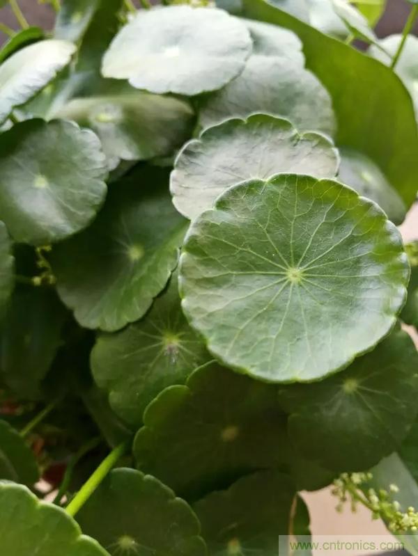 手機單鏡頭和雙鏡頭設計有什么區(qū)別？