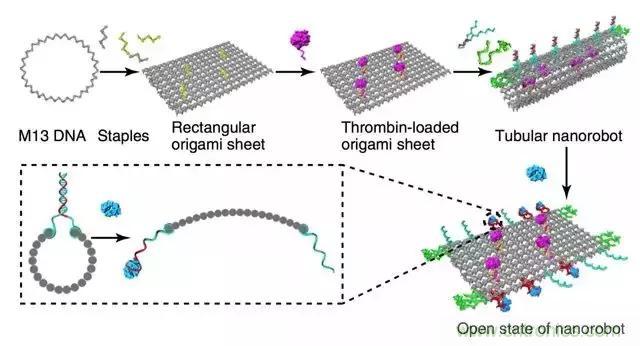 中美科學家聯(lián)手，用DNA納米機器人殺死癌細胞