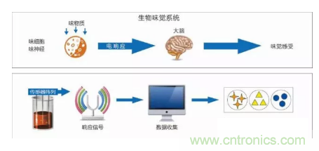 仿生傳感器的定義、原理、分類及應(yīng)用