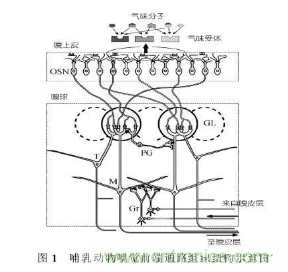 仿生傳感器的定義、原理、分類及應(yīng)用